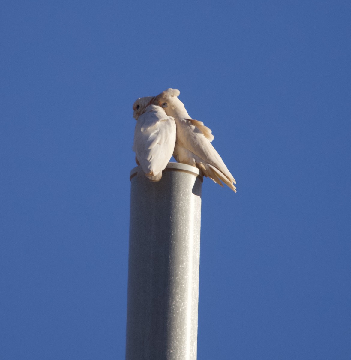 Little Corella - ML619904301