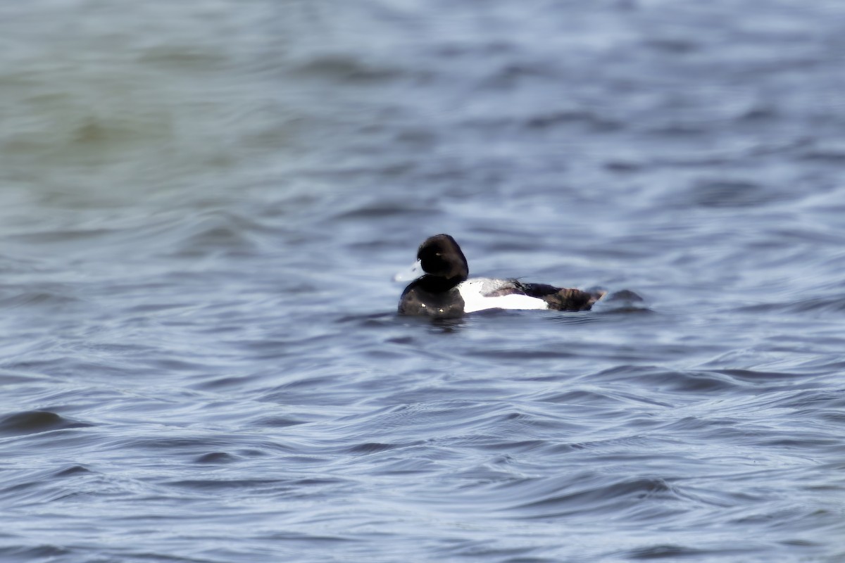 Lesser Scaup - ML619904310