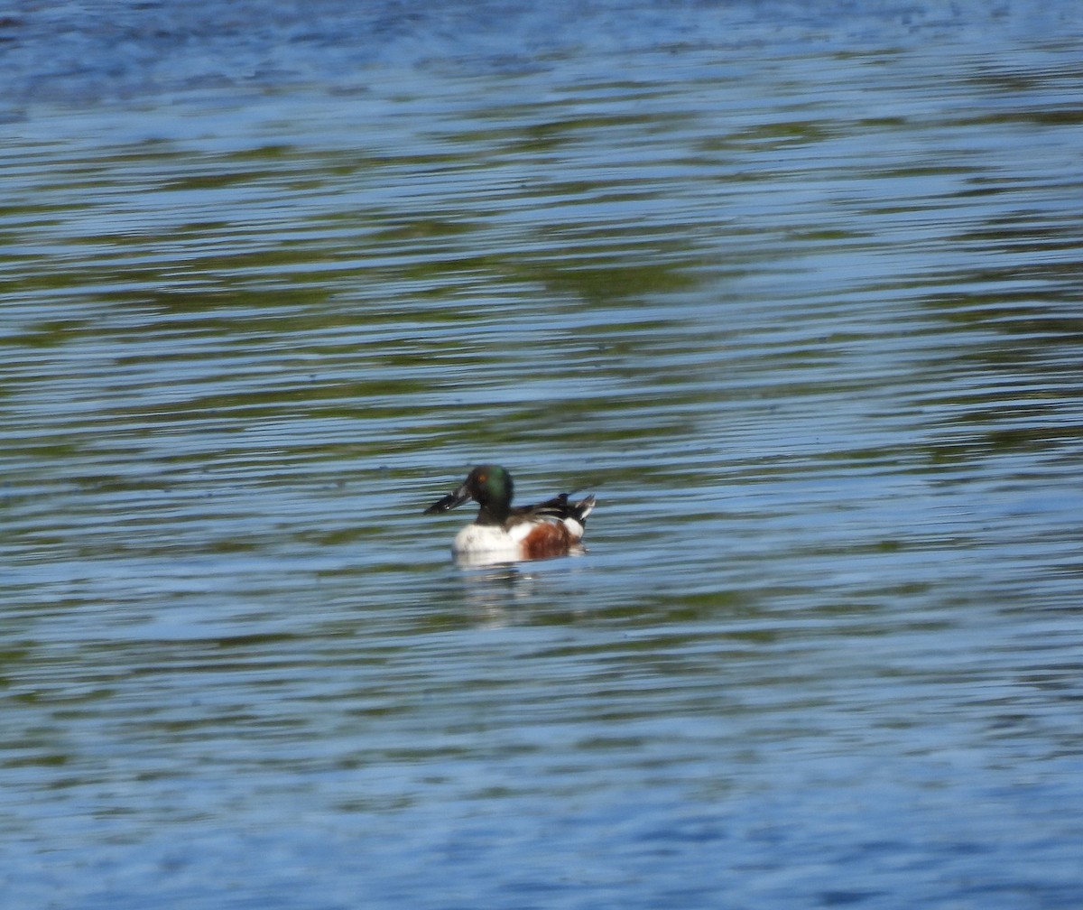 Canard souchet - ML619904318