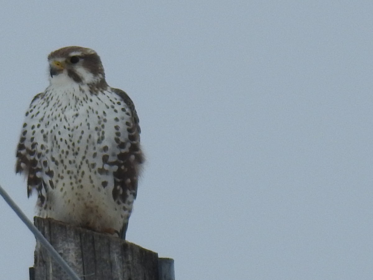 Prairie Falcon - ML619904321