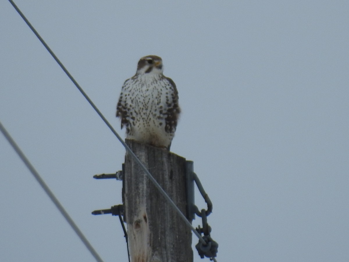 Prairie Falcon - ML619904322