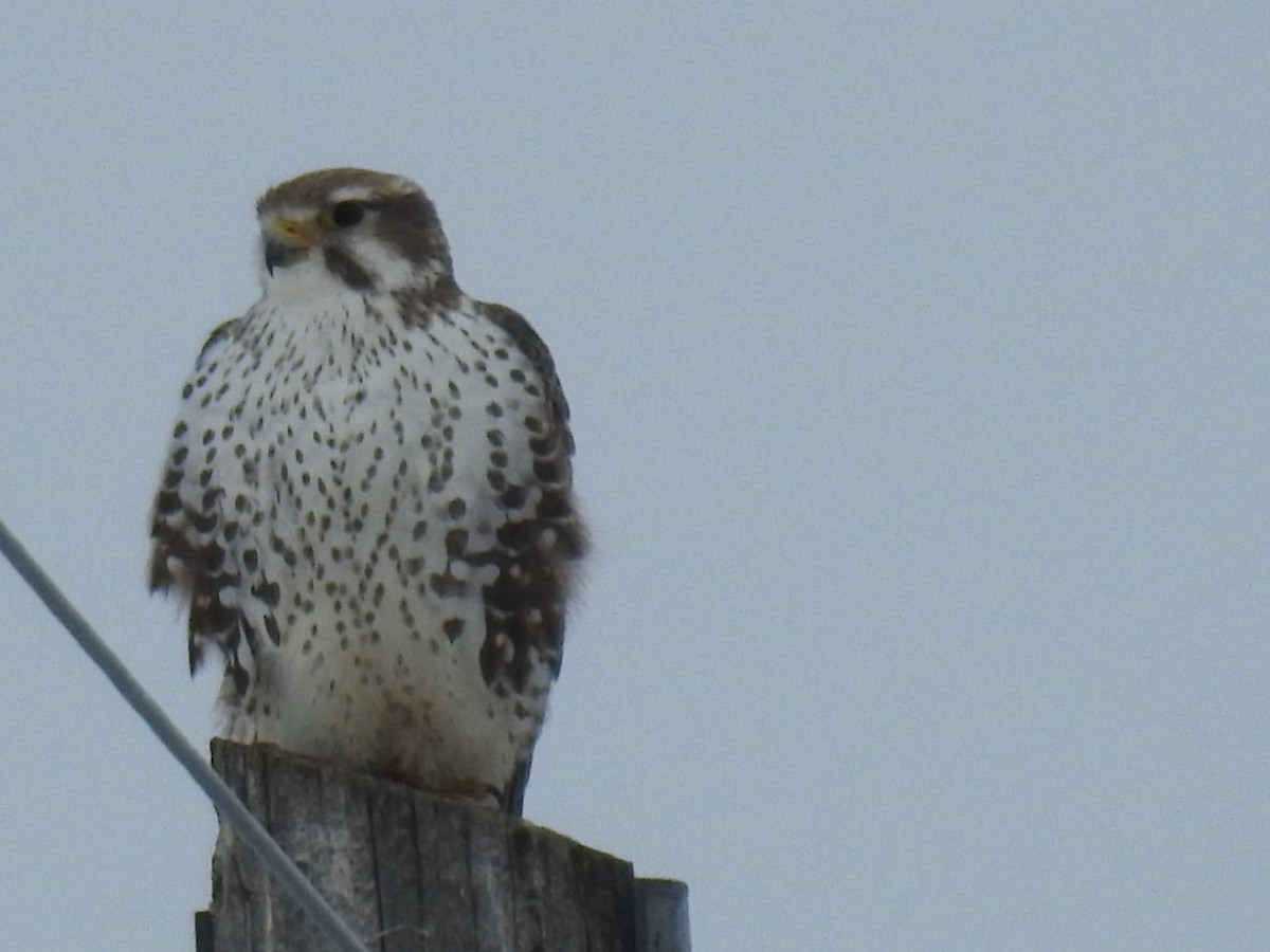 Prairie Falcon - ML619904323