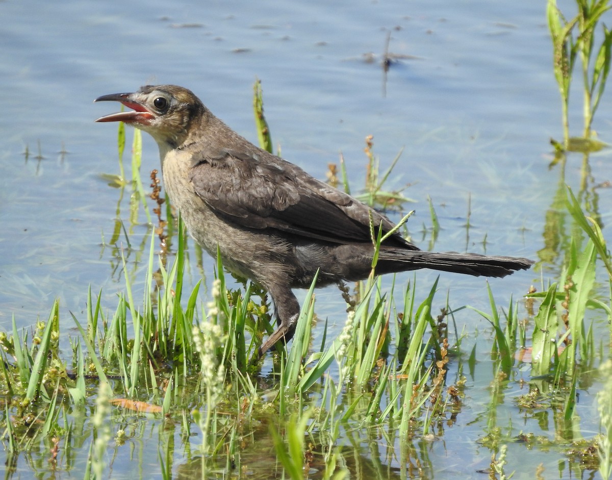 Great-tailed Grackle - ML619904327