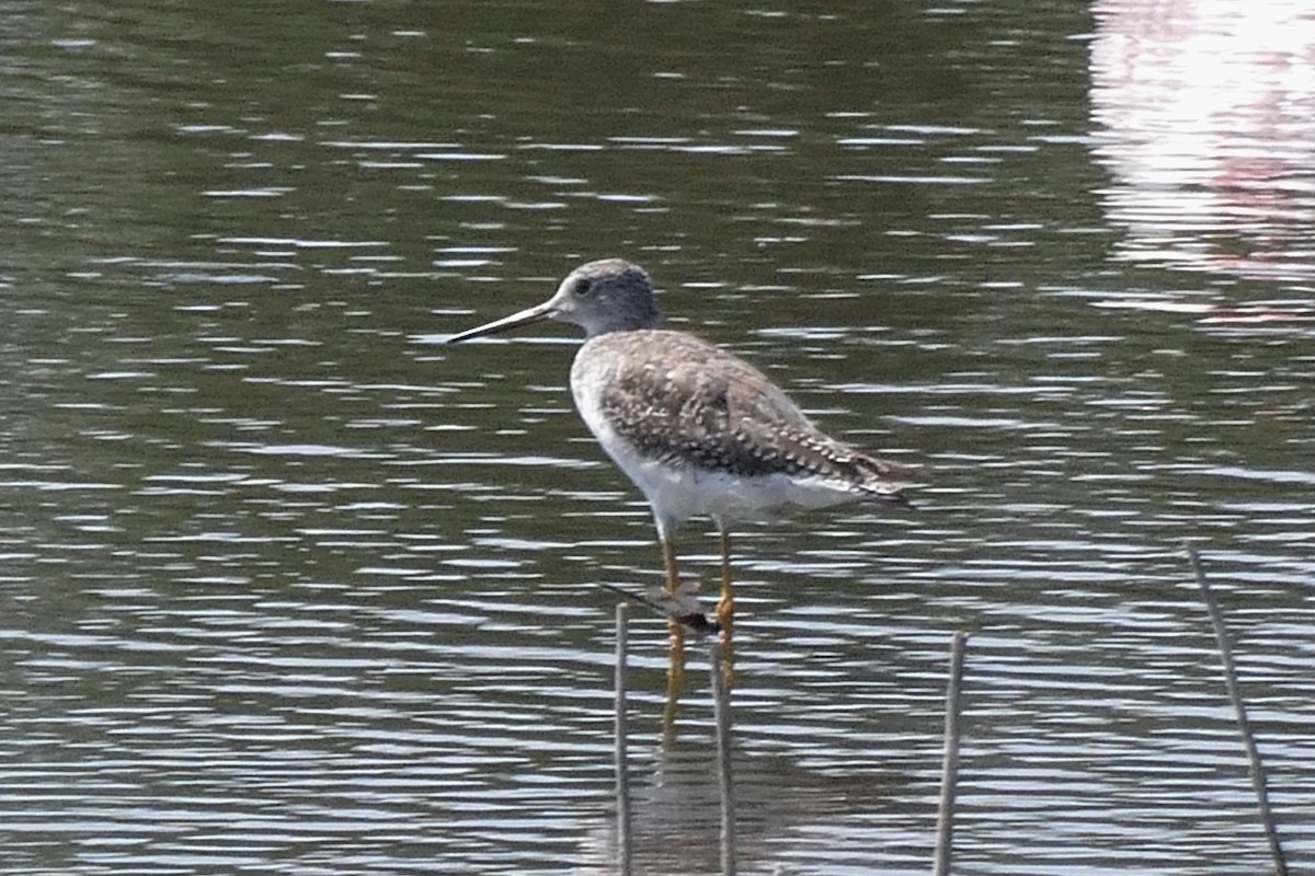 Greater Yellowlegs - Ron Smith