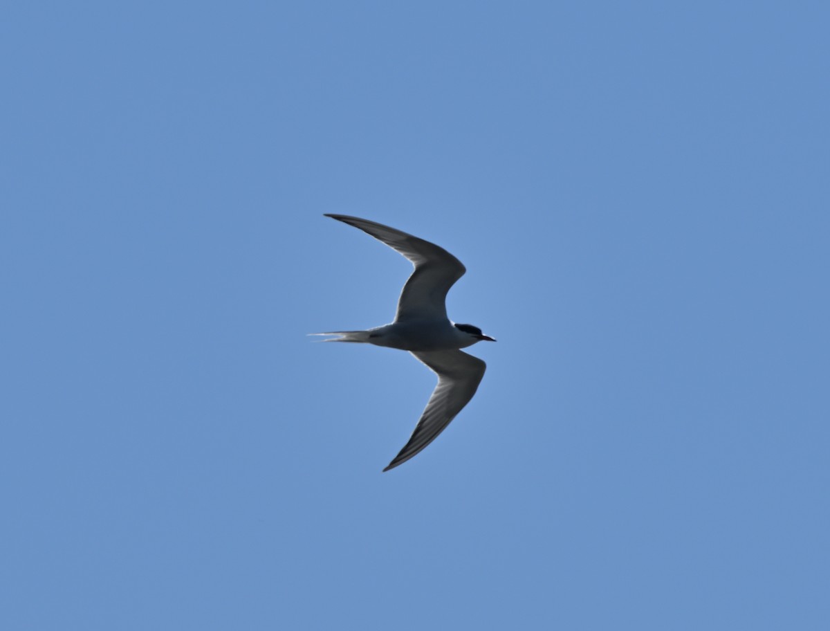 Common Tern - ML619904372