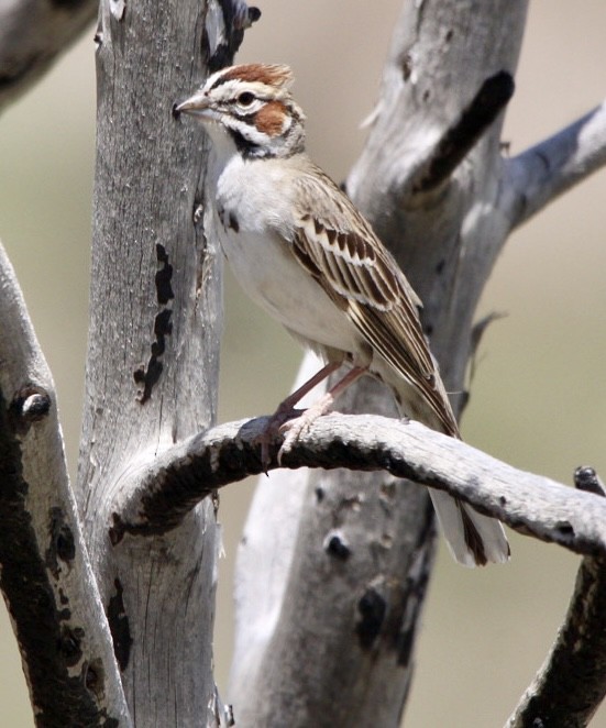 Lark Sparrow - Charles Carn