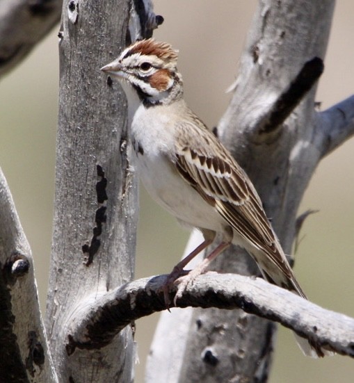 Lark Sparrow - ML619904386