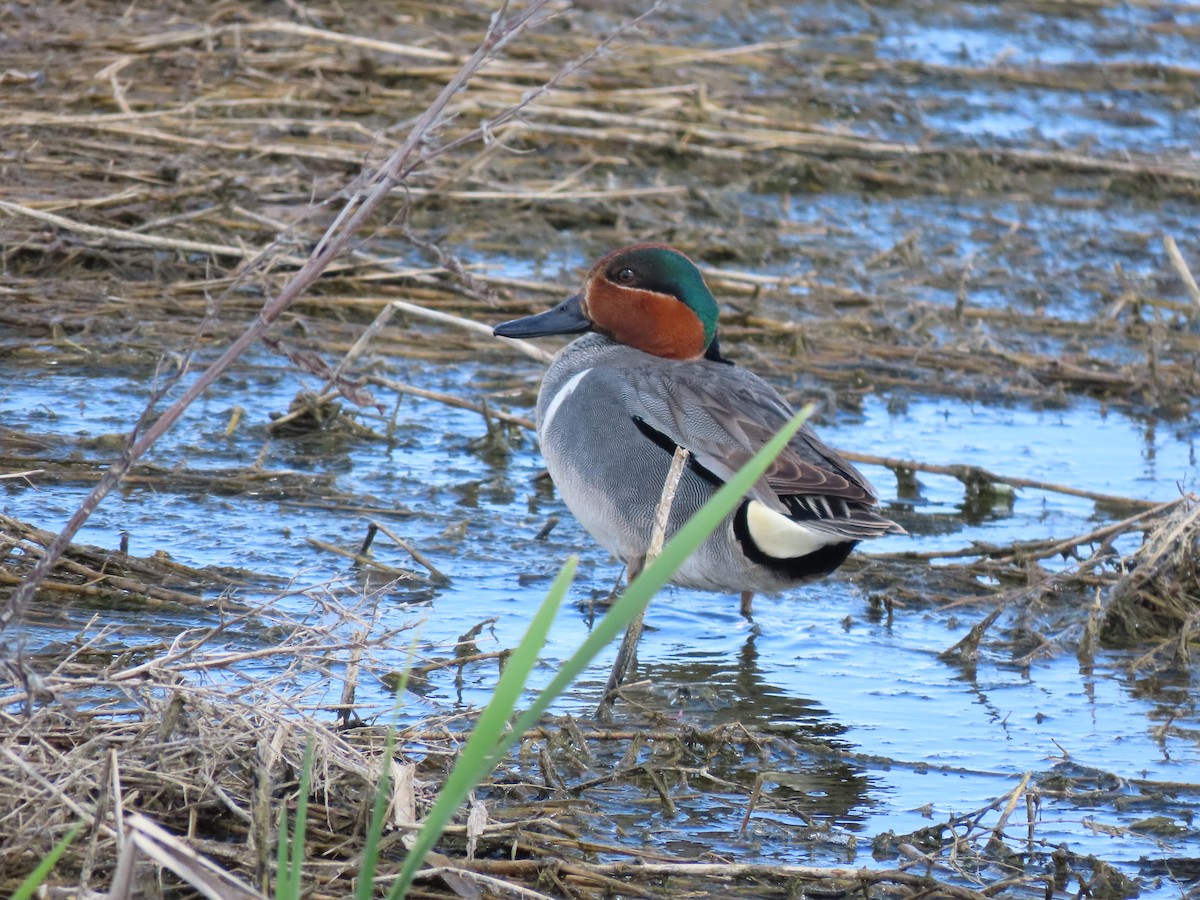 Green-winged Teal - ML619904387
