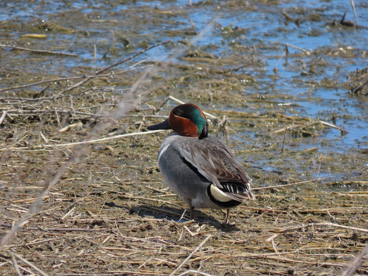 Green-winged Teal - ML619904389