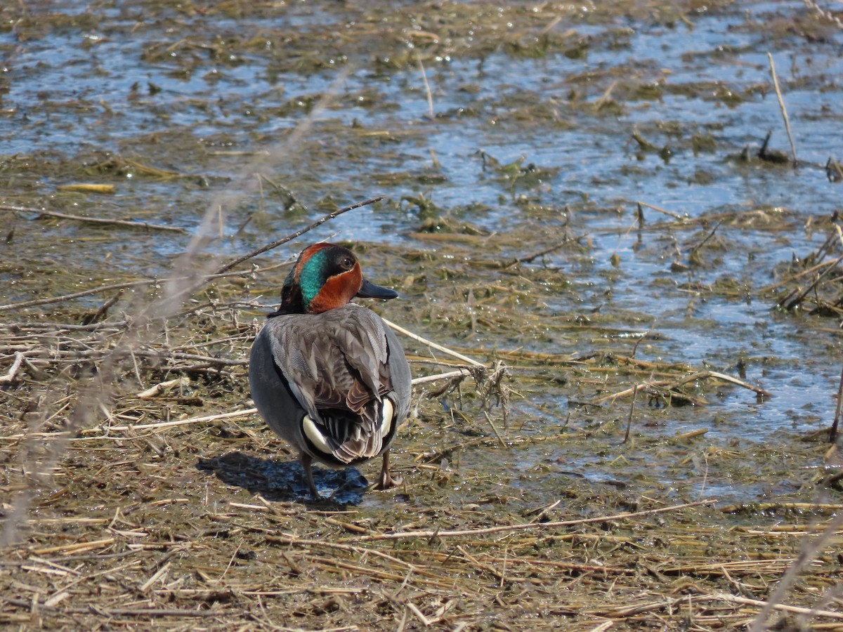 Green-winged Teal - ML619904390