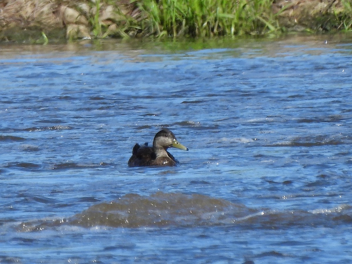 American Black Duck - ML619904393