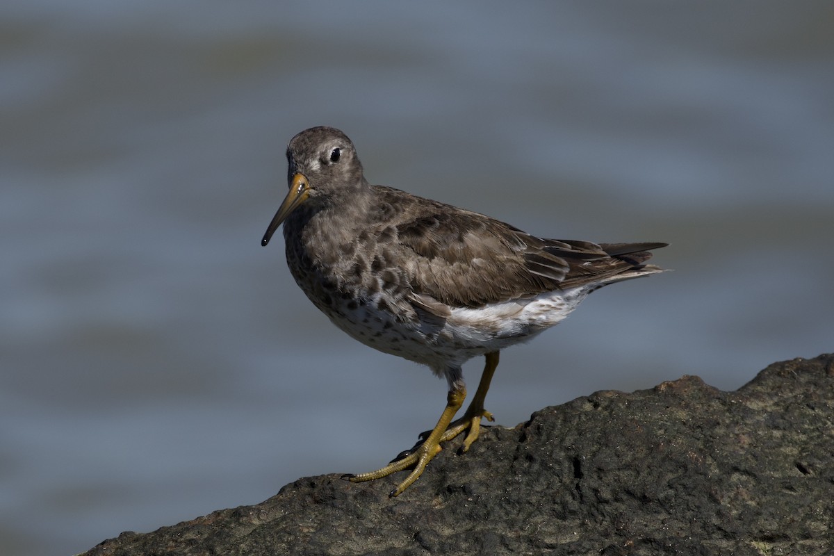 Purple Sandpiper - ML619904399