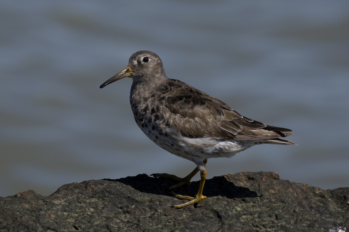 Purple Sandpiper - ML619904400