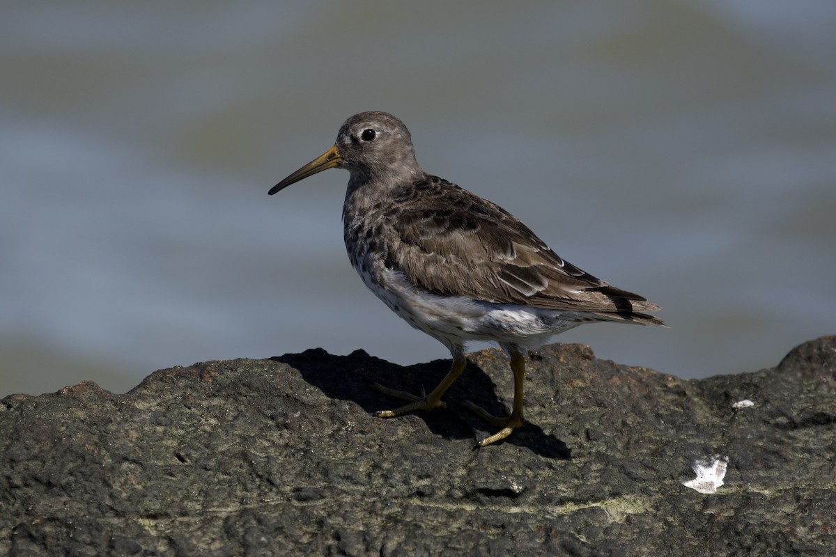 Purple Sandpiper - ML619904401