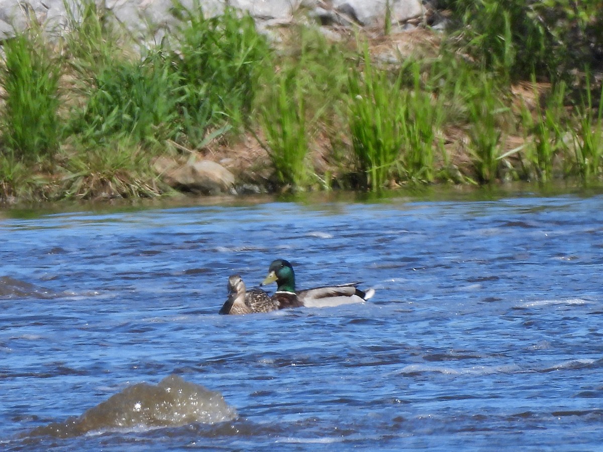 Canard colvert - ML619904411