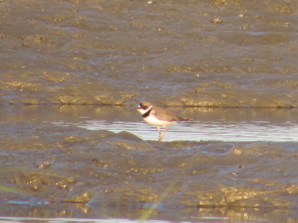 Semipalmated Plover - ML619904412
