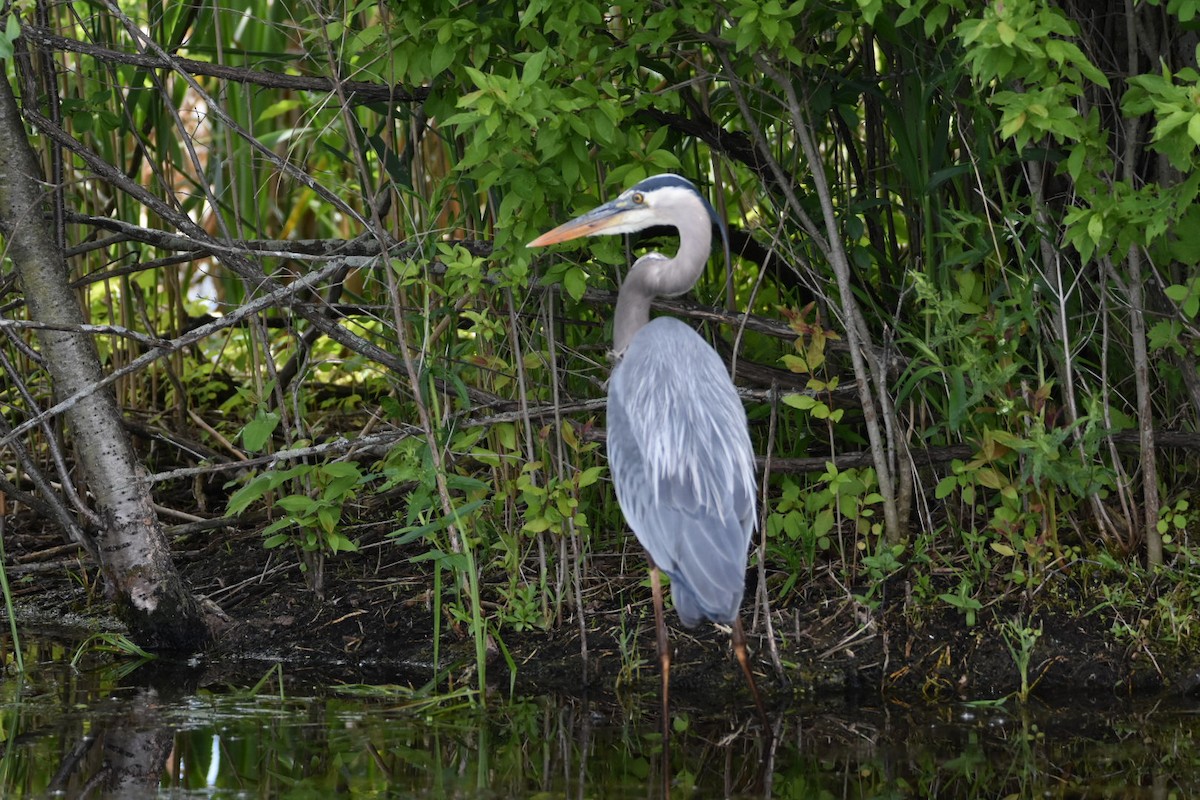 Garza Azulada - ML619904415