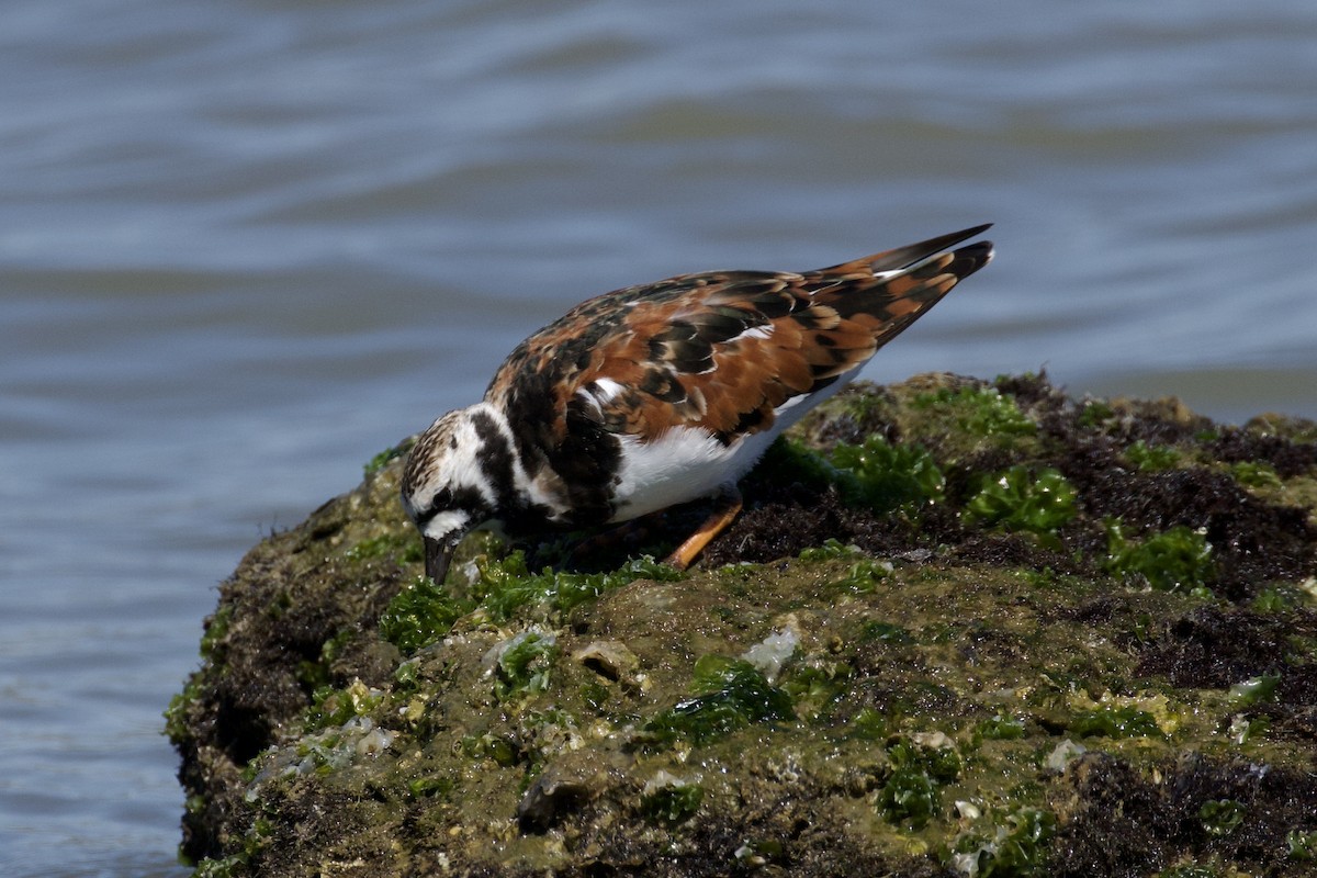 Ruddy Turnstone - ML619904416