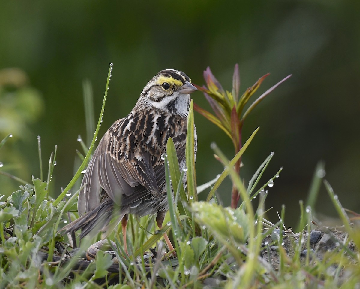 Savannah Sparrow - ML619904419