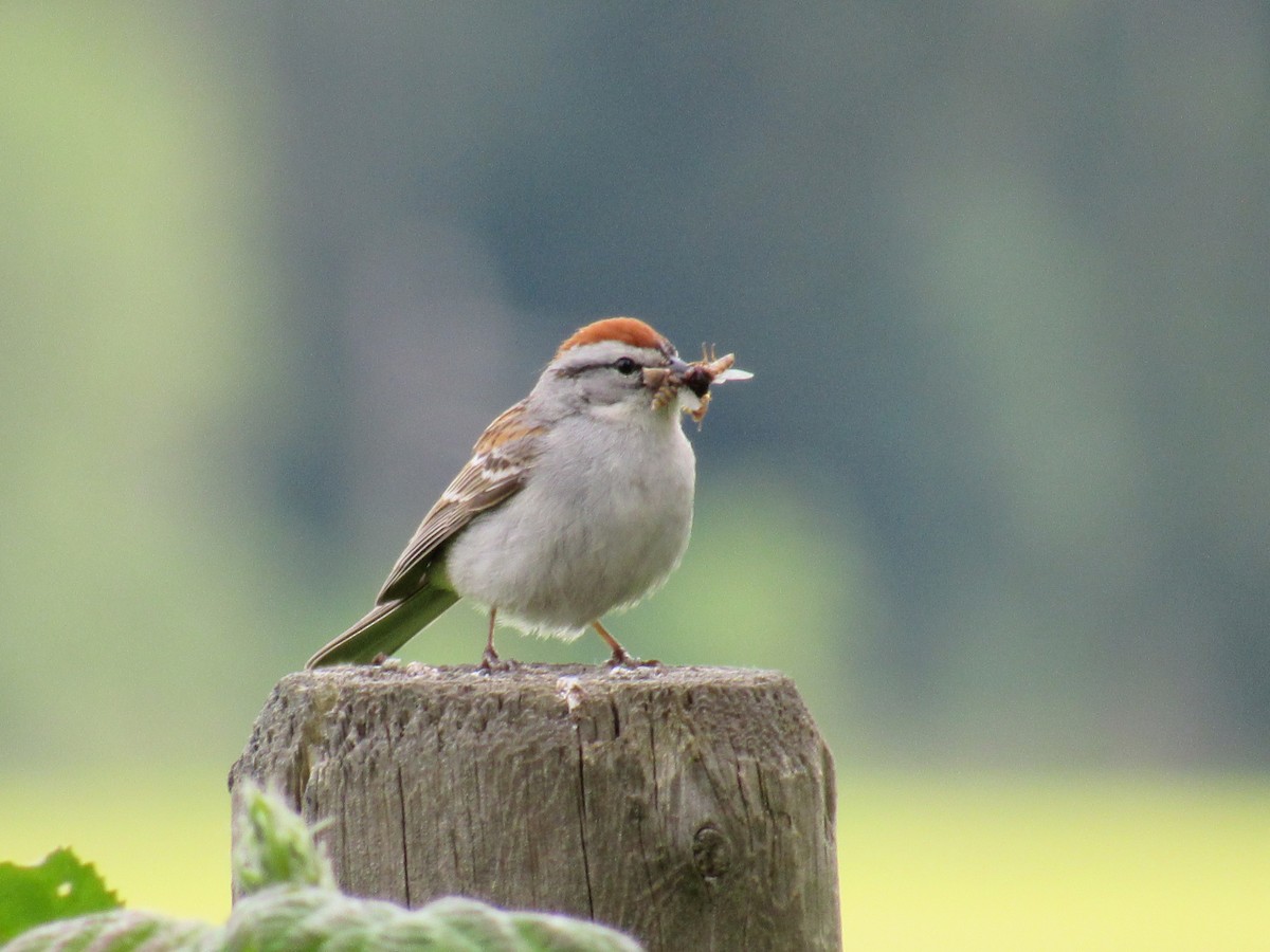 Chipping Sparrow - ML619904420