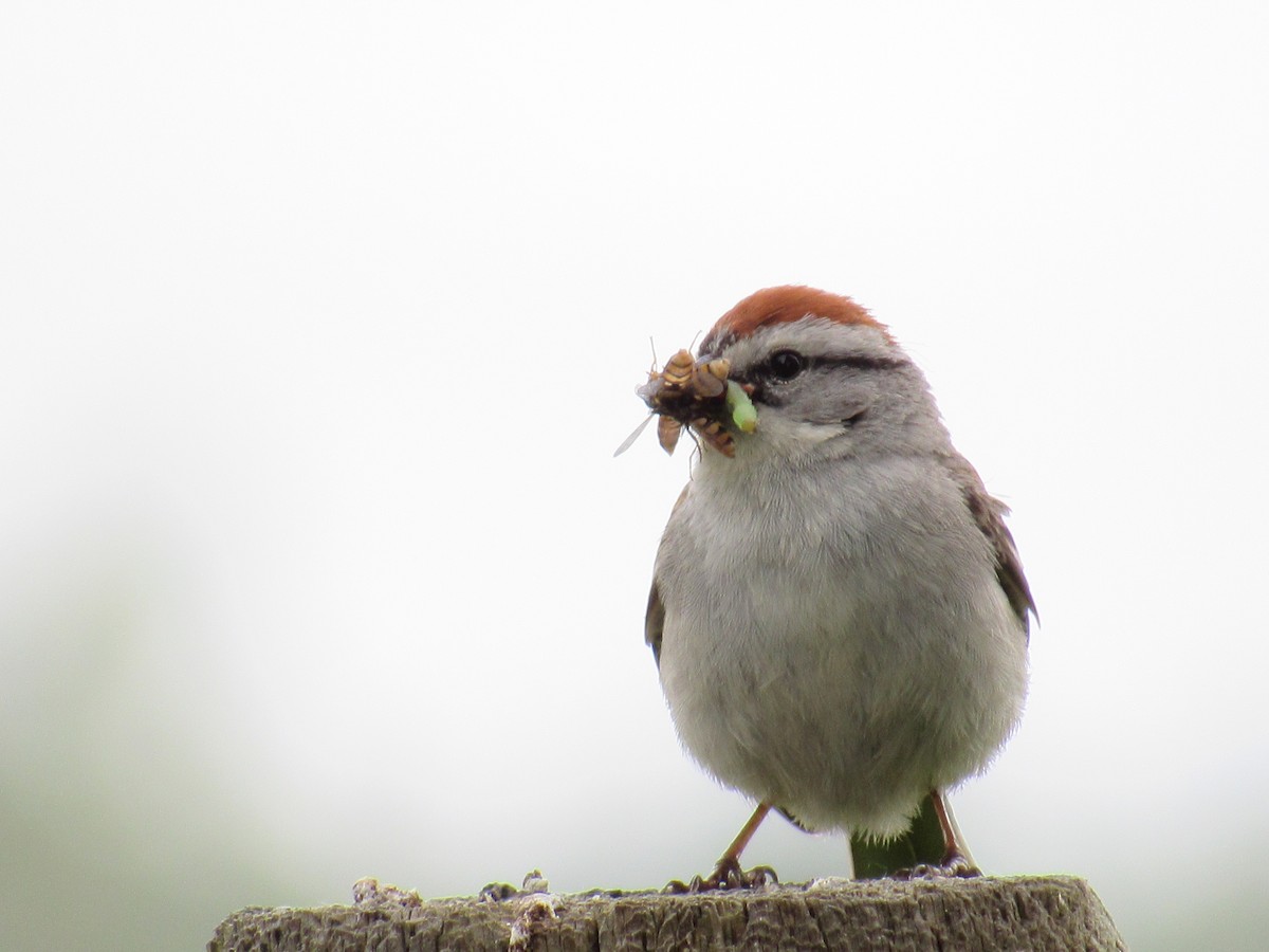 Chipping Sparrow - ML619904421