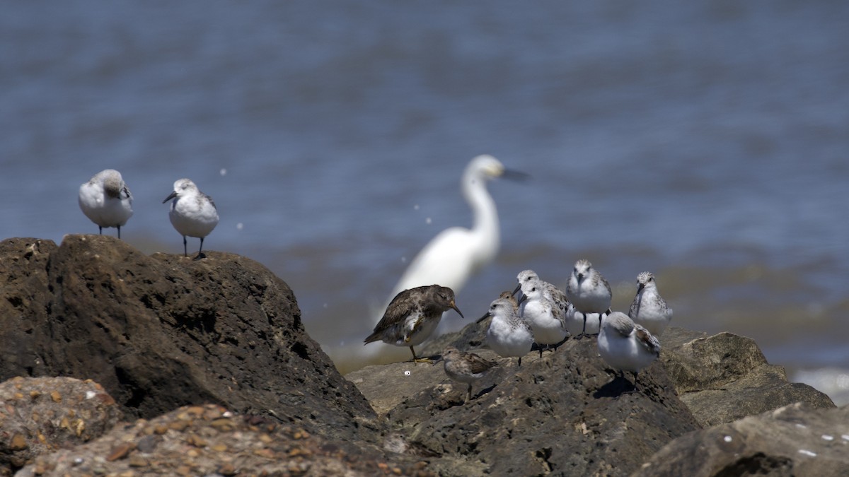 Meerstrandläufer - ML619904443