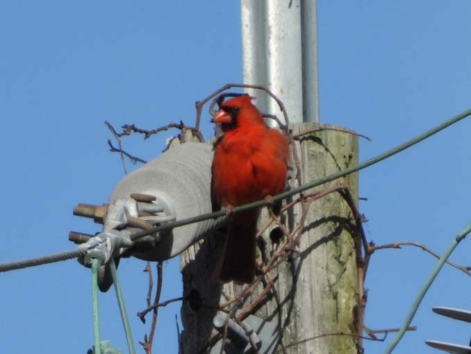 Northern Cardinal - ML619904445