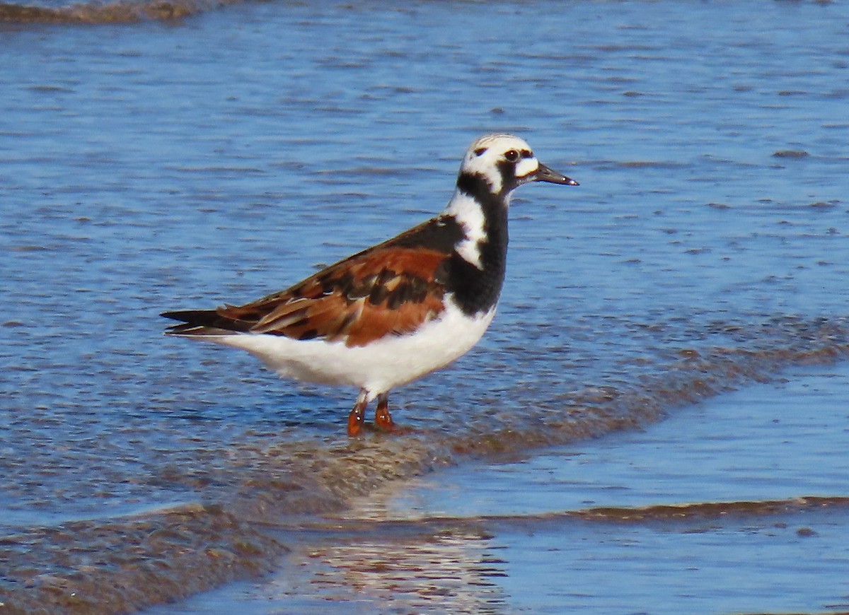 Tournepierre à collier - ML619904456