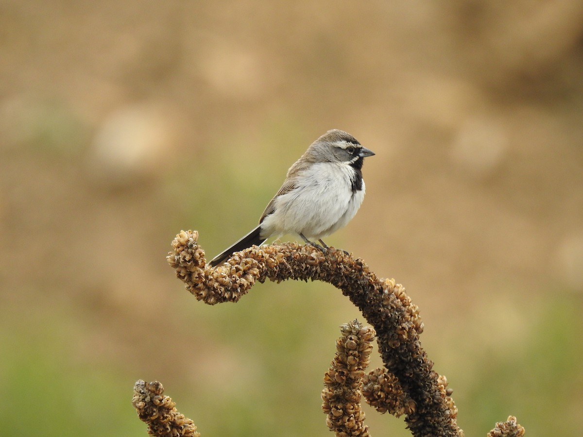Black-throated Sparrow - ML619904457