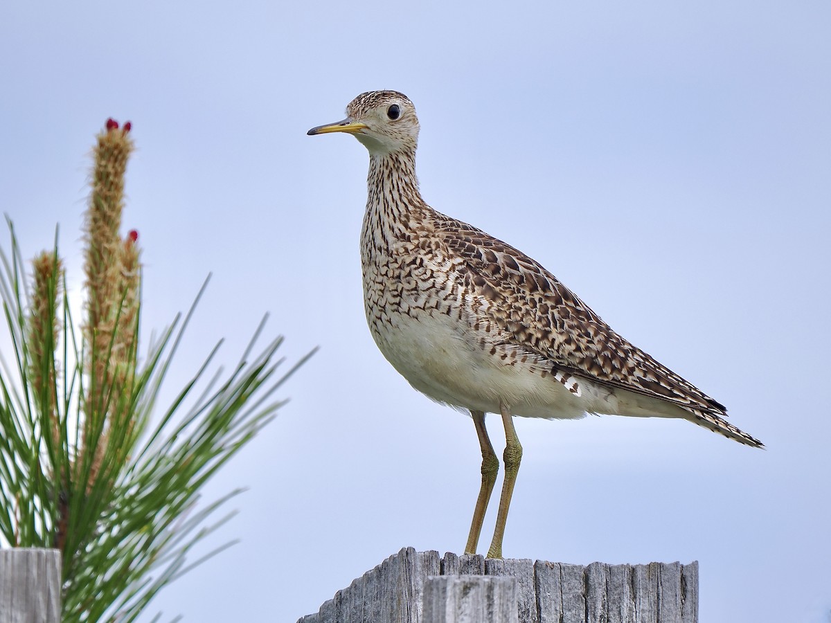 Upland Sandpiper - ML619904467