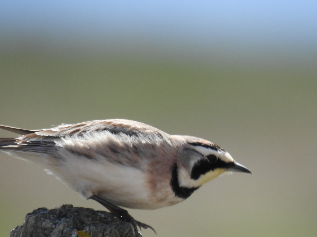 Horned Lark - ML619904476