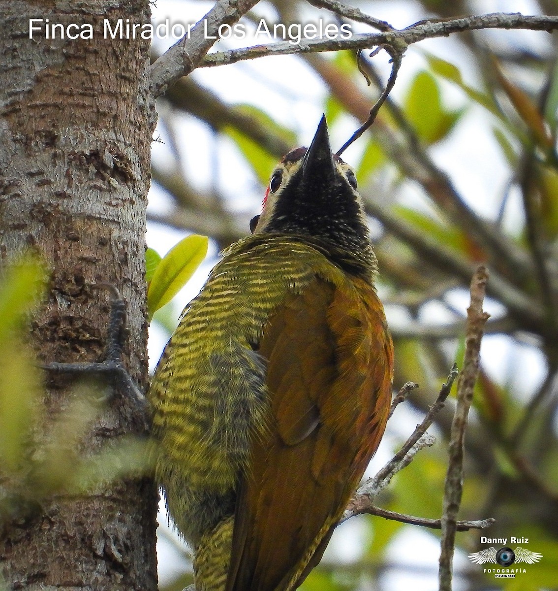 Golden-olive Woodpecker - ML619904480