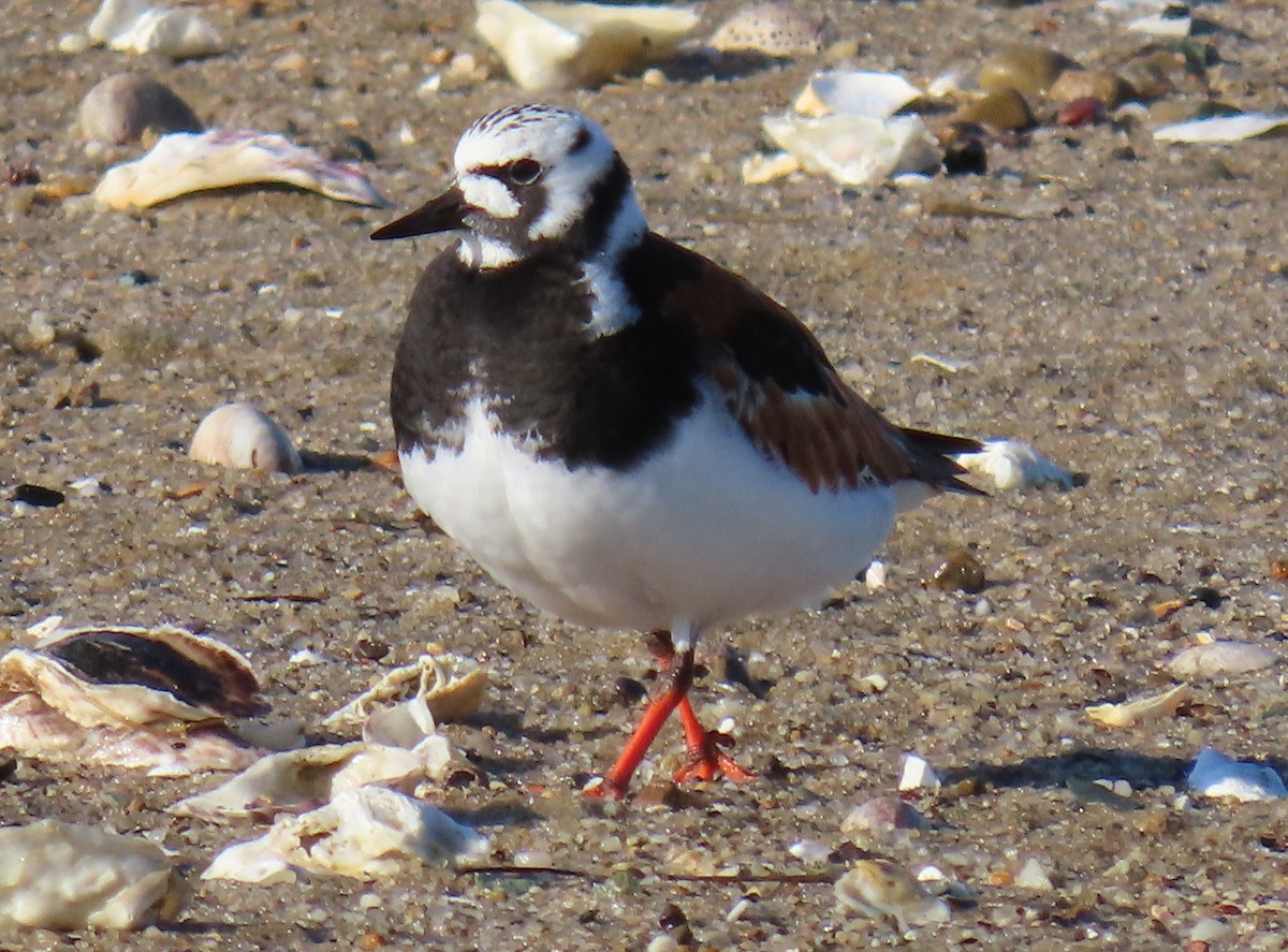 Ruddy Turnstone - ML619904485