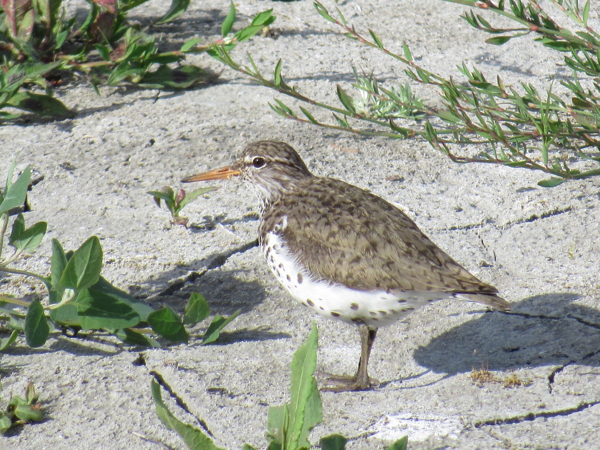 Spotted Sandpiper - ML619904493