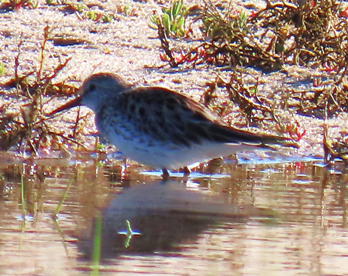 White-rumped Sandpiper - ML619904505