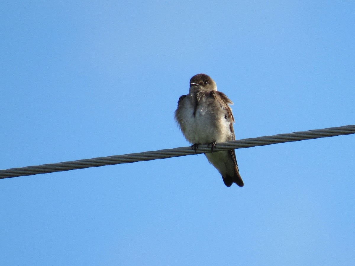 Northern Rough-winged Swallow - ML619904512