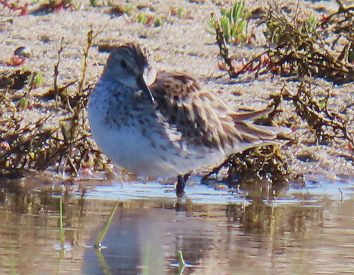 White-rumped Sandpiper - ML619904517