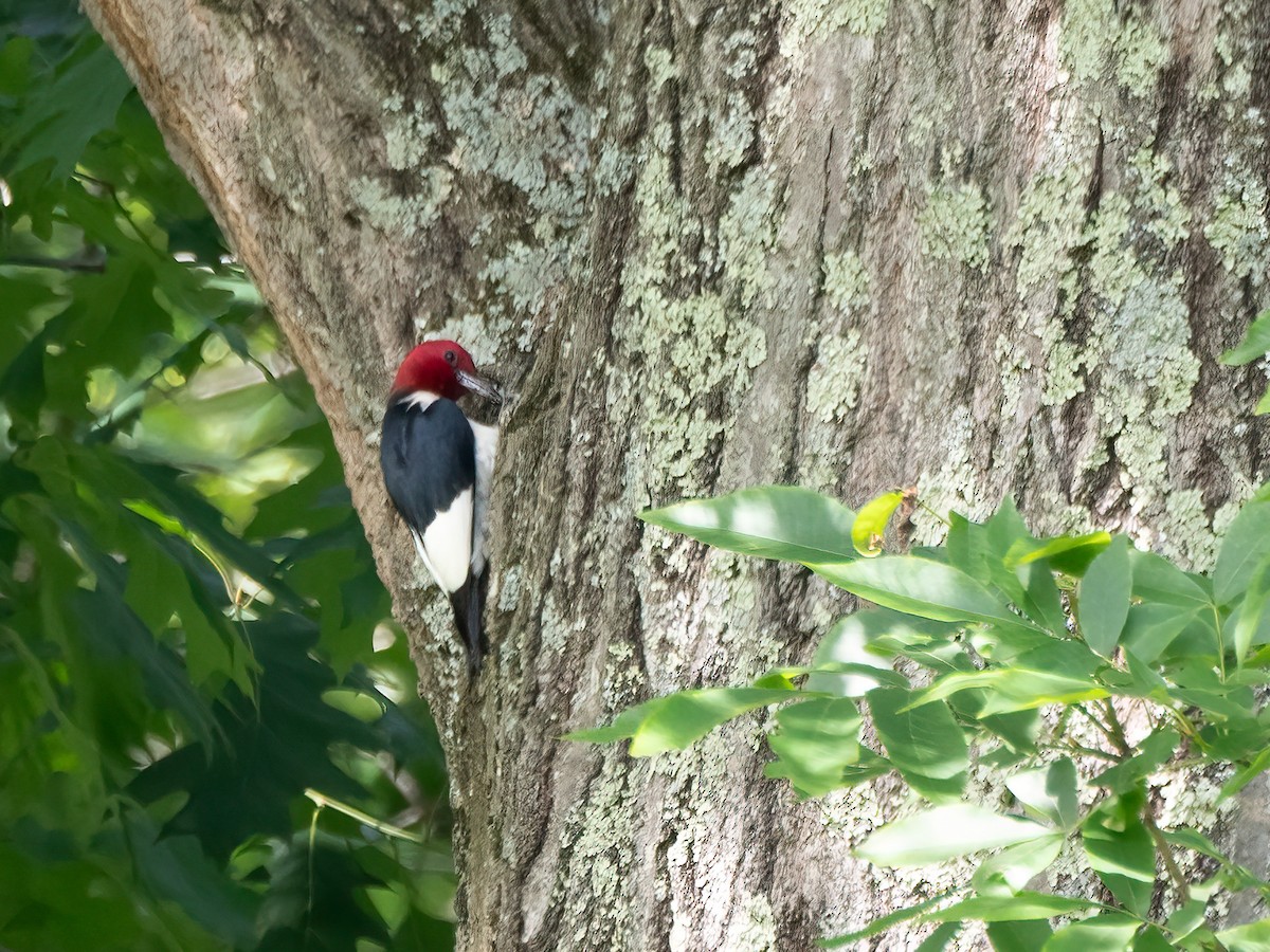 Red-headed Woodpecker - ML619904518