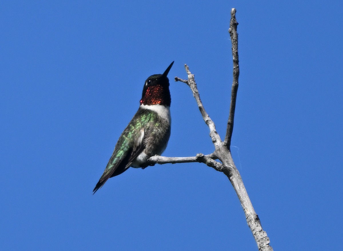 Ruby-throated Hummingbird - ML619904520