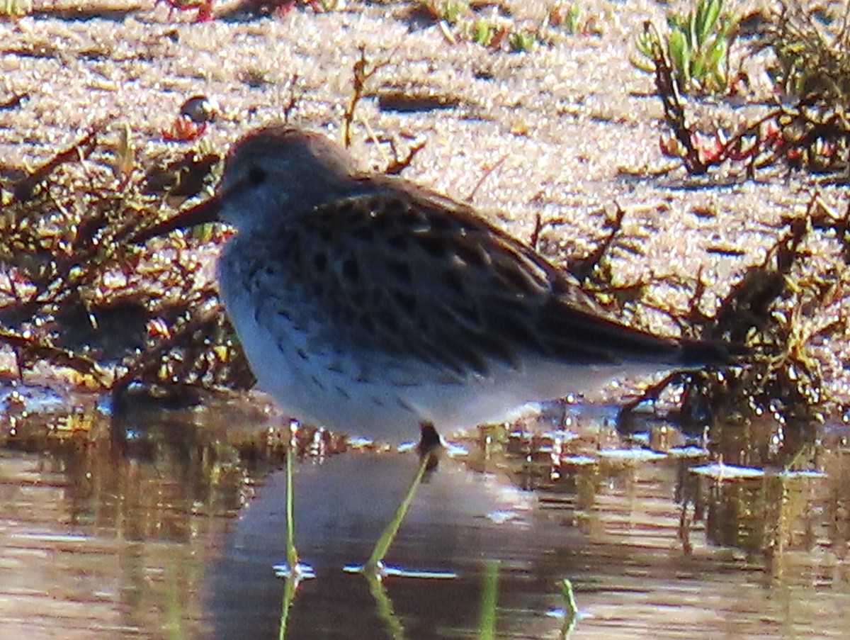 Weißbürzel-Strandläufer - ML619904528