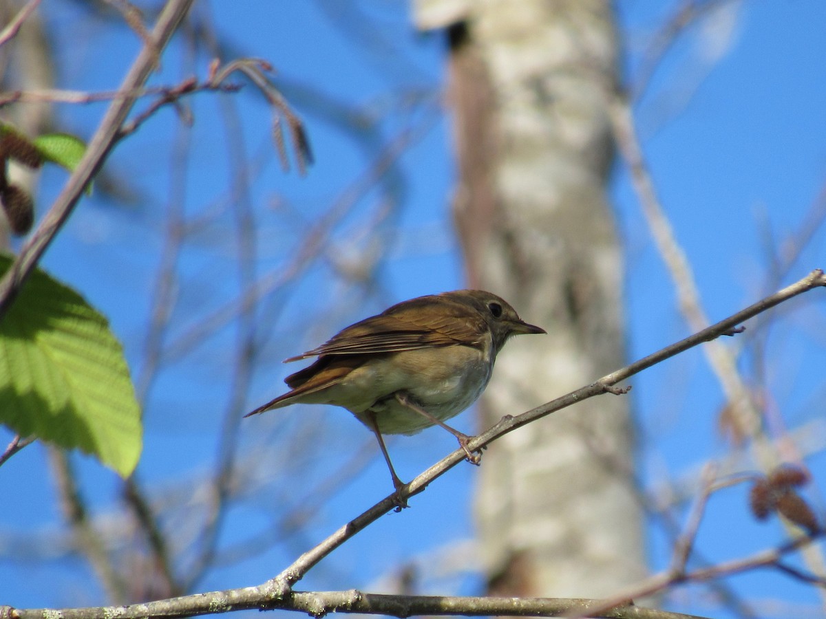 Swainson's Thrush - ML619904537