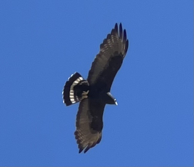 Zone-tailed Hawk - ML619904540