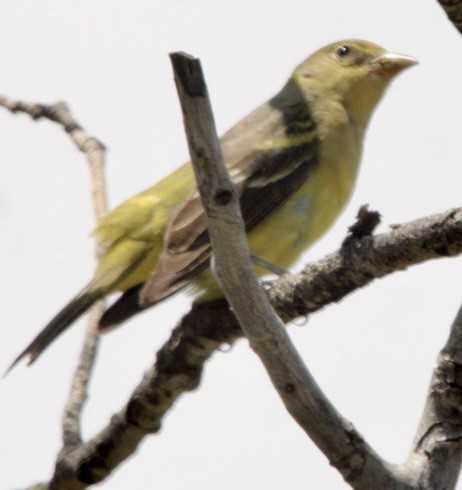 Western Tanager - ML619904542