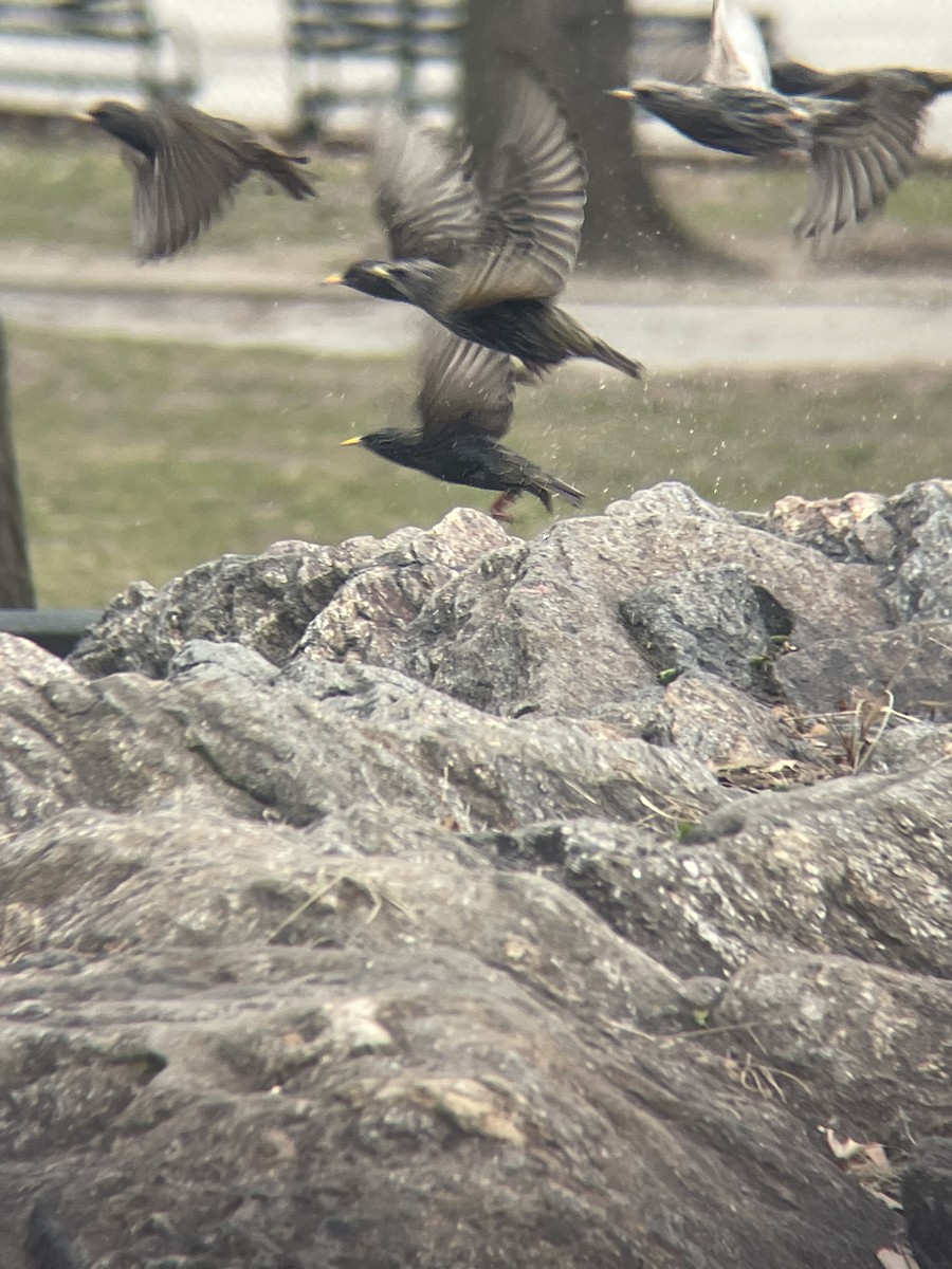 European Starling - ML619904543