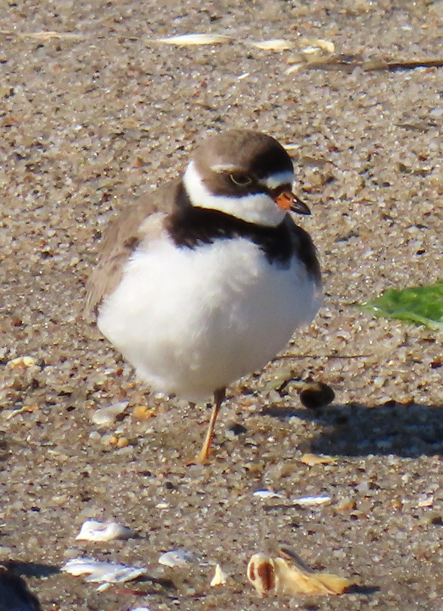 Semipalmated Plover - ML619904549