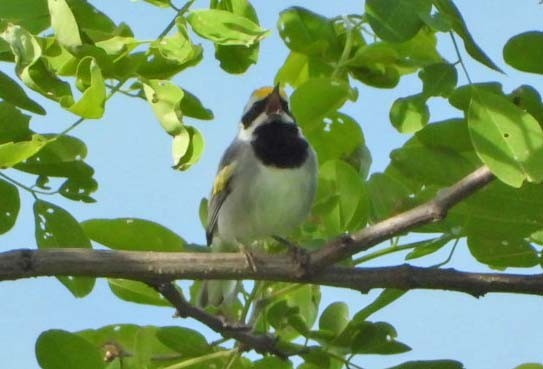 Golden-winged Warbler - ML619904555