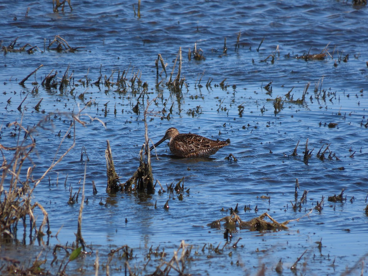 Long-billed Dowitcher - ML619904598