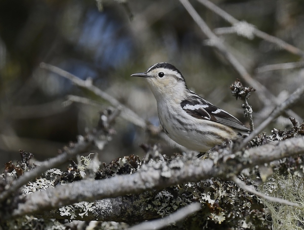 Black-and-white Warbler - ML619904601