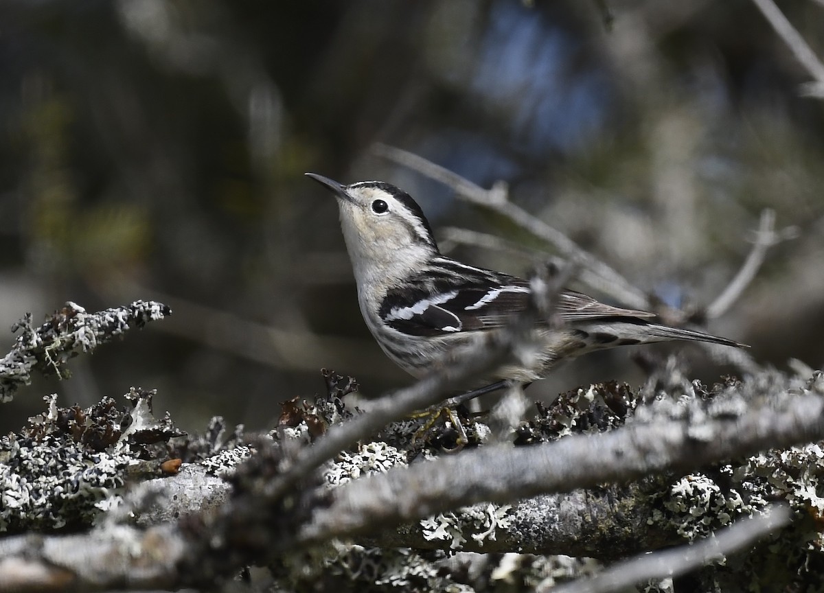 Black-and-white Warbler - ML619904602