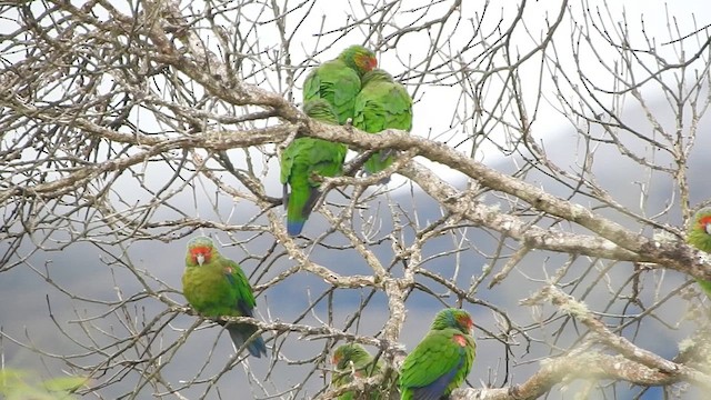 Red-faced Parrot - ML619904606